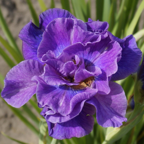 Iris sibirica Having Fun - Sibirisk Iris 1L