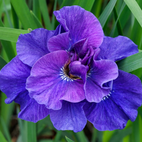 Iris sibirica Kaboom - Sibirisk Iris 1L