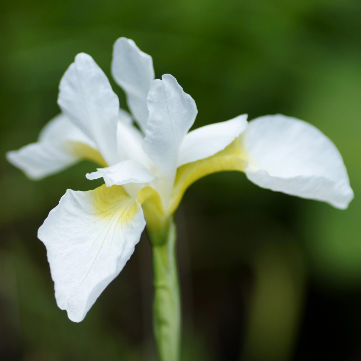 Sibirisk Iris | Iris sibirica Snow Queen | Staudemarken