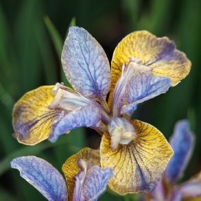 Iris sibirica Tipped In Blue - Sibirisk Iris 1L