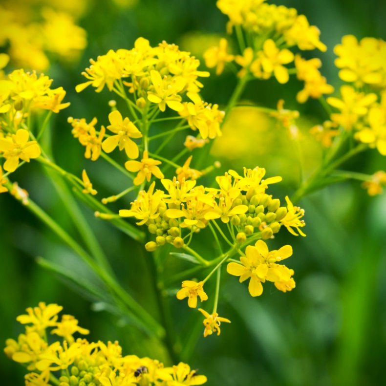 Isatis tinctoria - Farvevaid 2-�rig