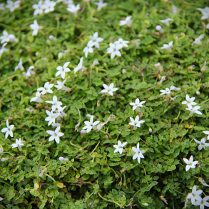 Isotoma fluviatilis Alba - Blkryb