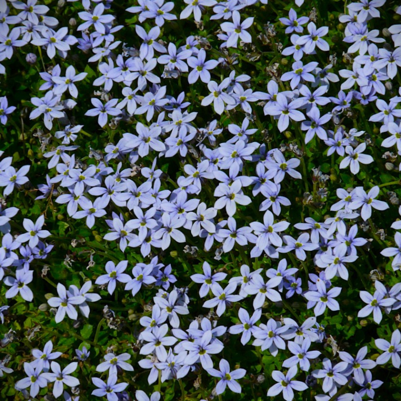 Isotoma fluviatilis Dark Blue - Blkryb