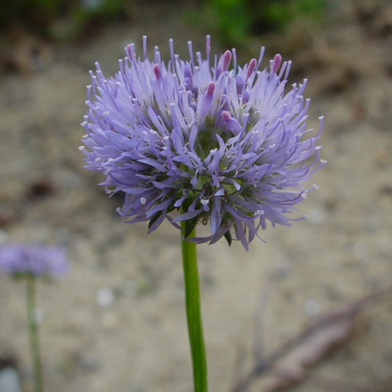 Jasione montana - Blmunke