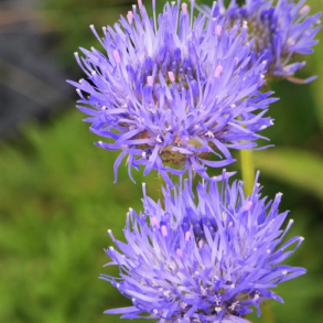 Jasione laevis - Bl�munke