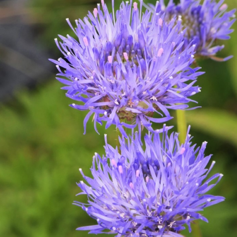 Jasione laevis - Bl�munke