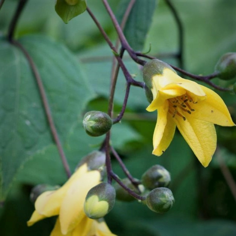 Kirengeshoma koreana - Mnestrle 