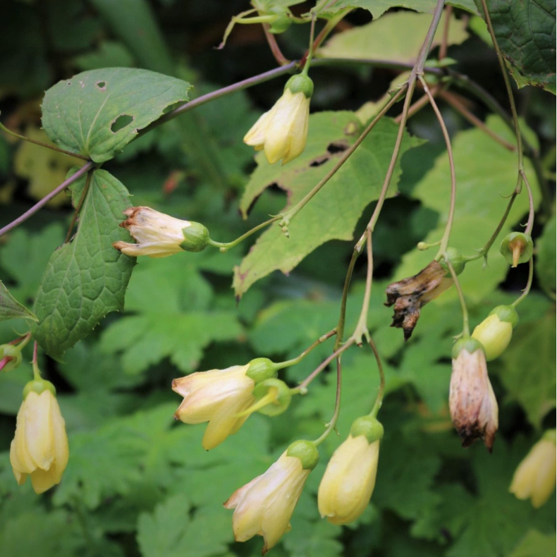 Kirengeshoma palmata - Mnestrle