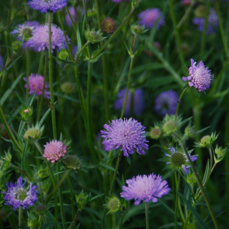 Knautia arvensis - Blhat Botanisk - Selvsende