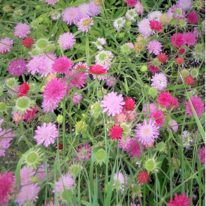 Knautia macedonica Melton Pastels - Bl�hat