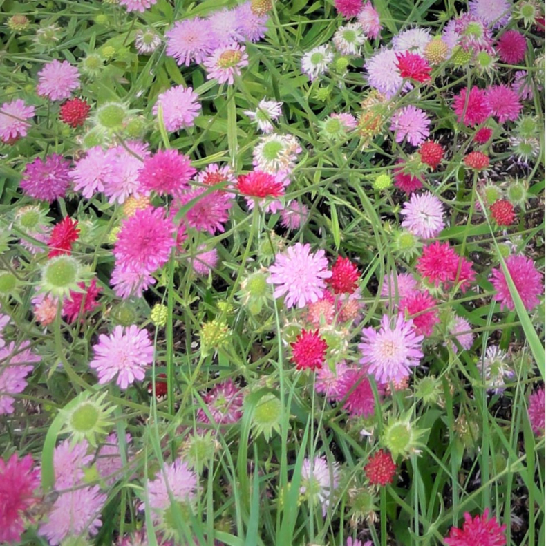 Knautia macedonica Melton Pastels - Bl�hat