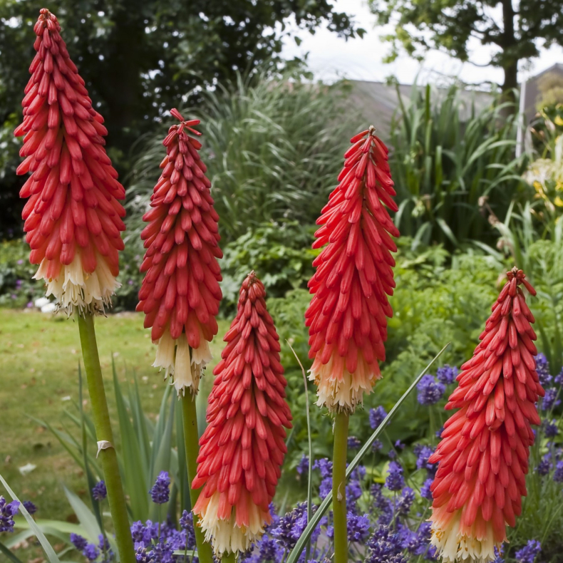Kniphofia Amazing Fun - Raketblomst 1L