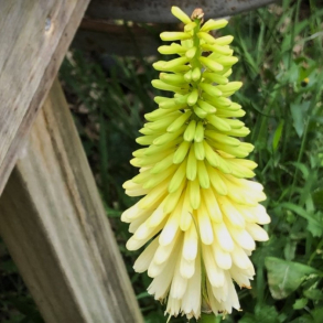 Kniphofia citrina - Raketblomst