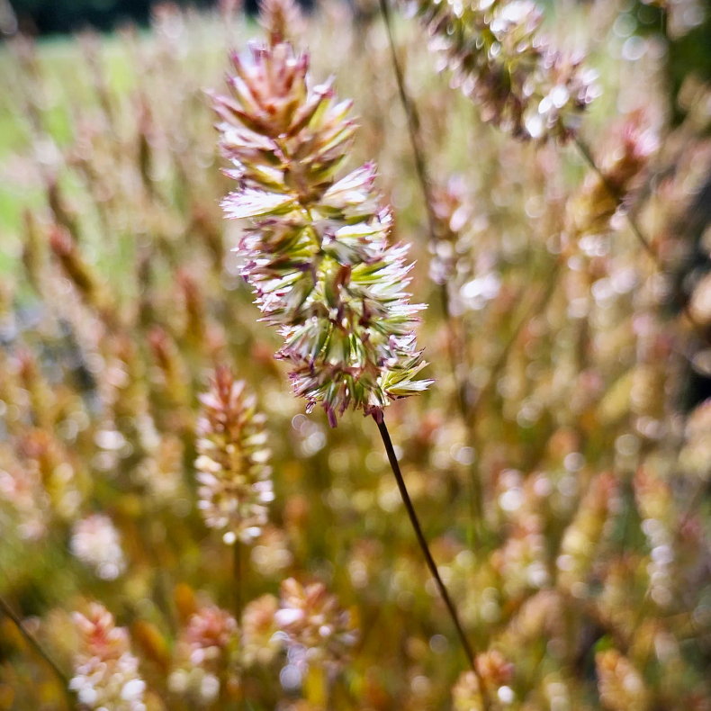 Koeleria glauca Lorsch - Klitkambunke