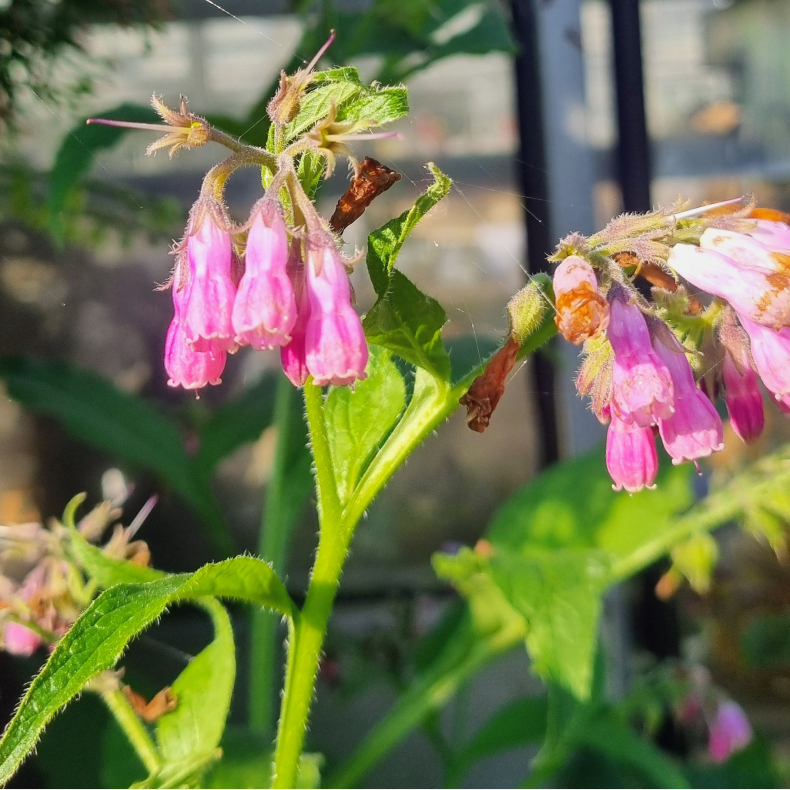 Symphytum officinale Rosea - Lge kulsukker