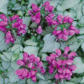 Lamium mac. Red Nancy - Plettet tvetand