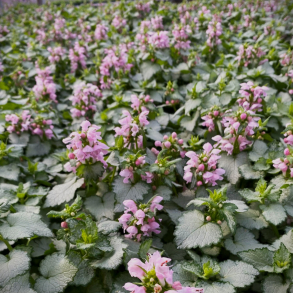 Lamium maculatum Pink Pewter- Plettet Tvetand