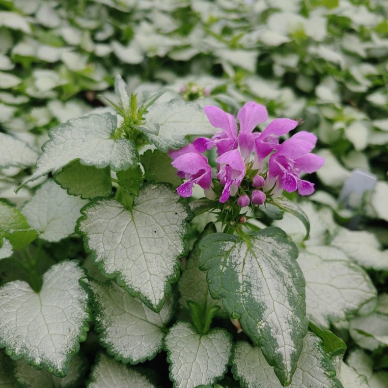Lamium maculatum Purple Dragon - Plettet Tvetand