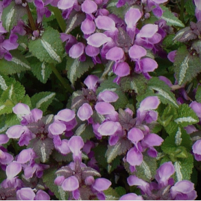 Lamium maculatum Roseum - Plettet Tvetand