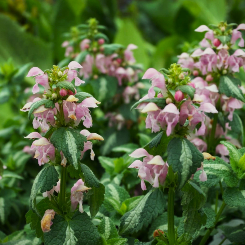 Lamium maculatum Shell Pink - Plettet Tvetand