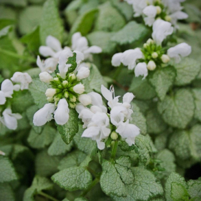 Lamium maculatum White Nancy - Plettet Tvetand
