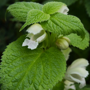 Lamium orvala Album - K�mpe D�vn�lde 