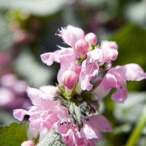 Lamium maculatum Pink Pewter- Plettet Tvetand