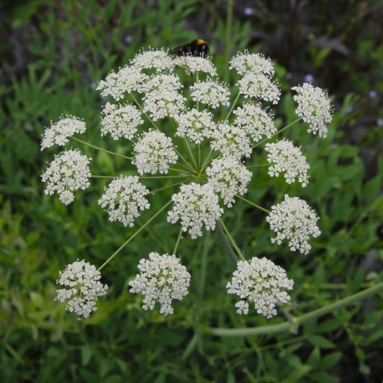 Laserpitium siler - Laserurt