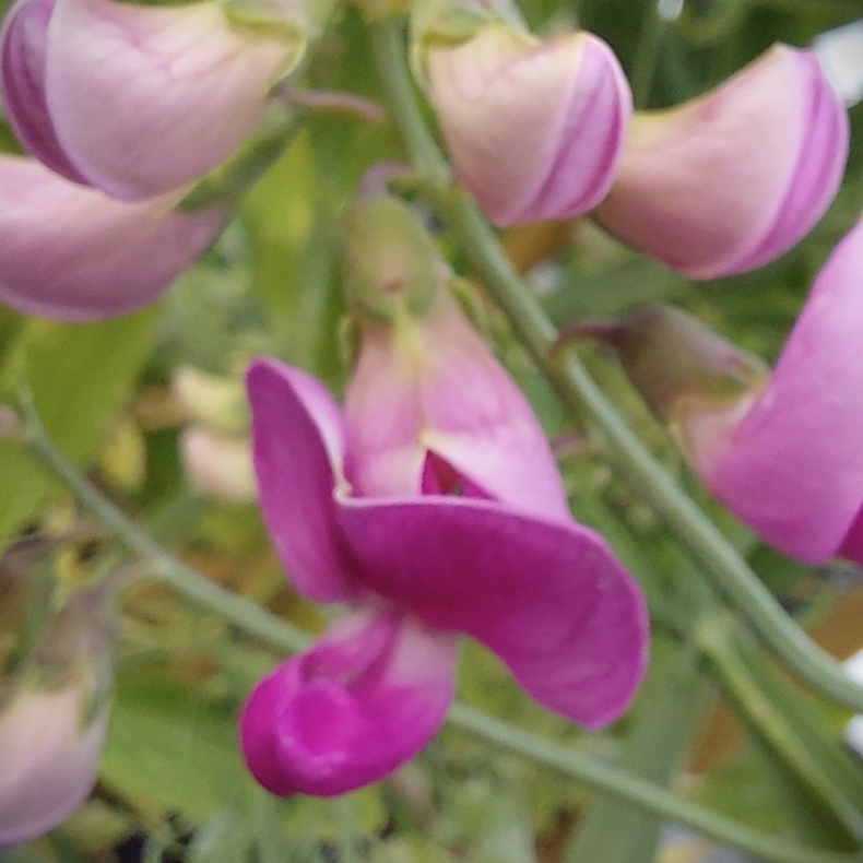 Lathyrus latifolius Pink Pearl - Staudelatyrus