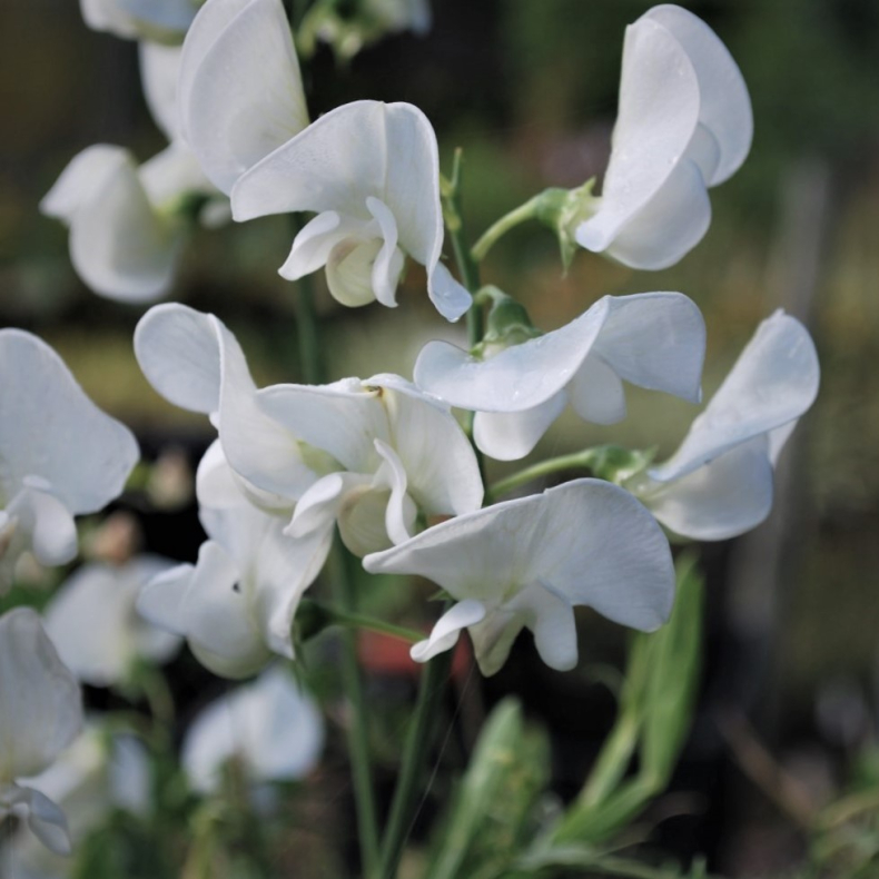 Lathyrus latifolius  White Pearl  - Staude rteblomst