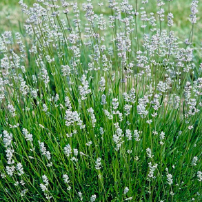 Lavandula angustifolia Edelweiss - �gte Lavendel