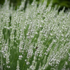Lavandula angustifolia Edelweiss - �gte Lavendel