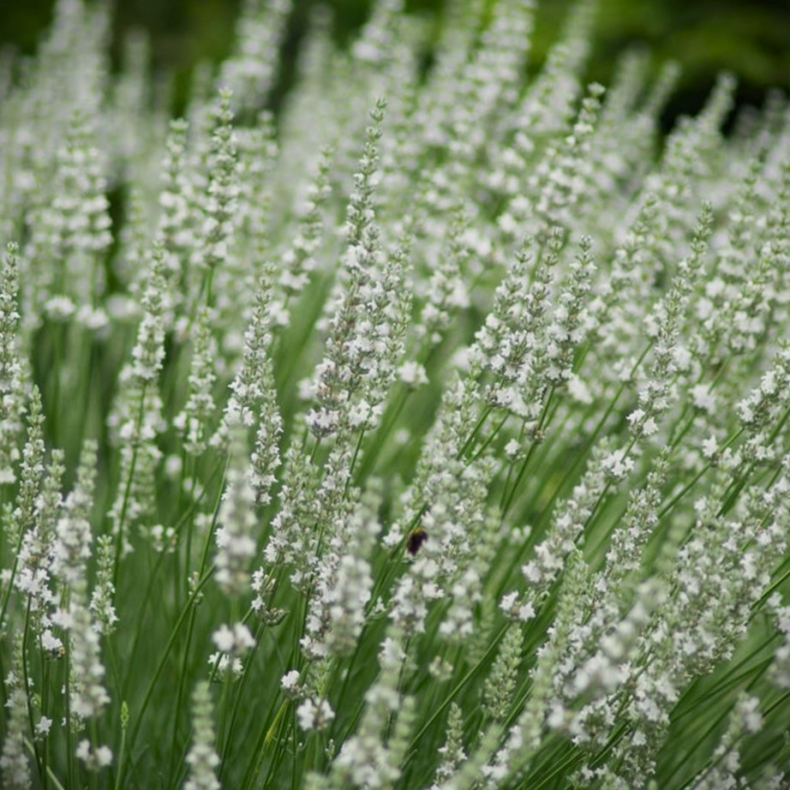 Lavandula angustifolia Edelweiss - gte Lavendel