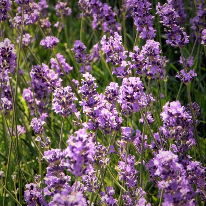Lavandula angustifolia Munstead - gte lavendel
