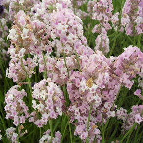 Lavandula angustifolia Rosea - �gte Lavendel 