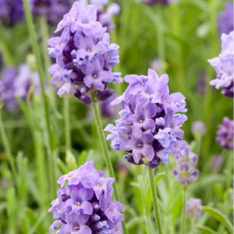 Lavandula angustifolia Thumbelina Leigh - gte Lavendel