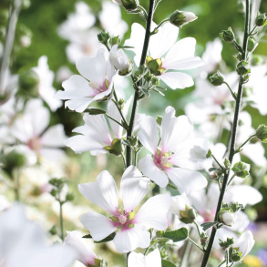 Lavatera Blushing Bride - Poppelrose 