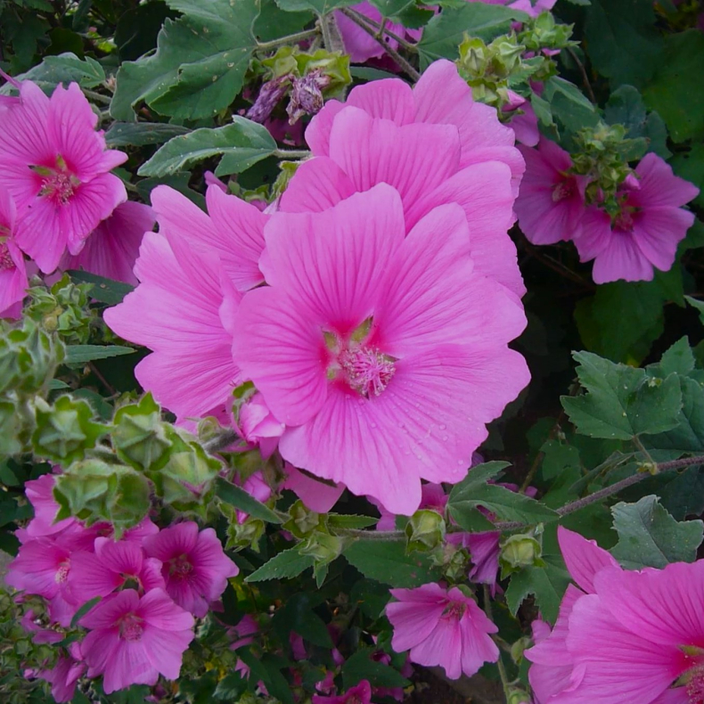 Lavatera Bredon Springs -  Poppelrose 1L