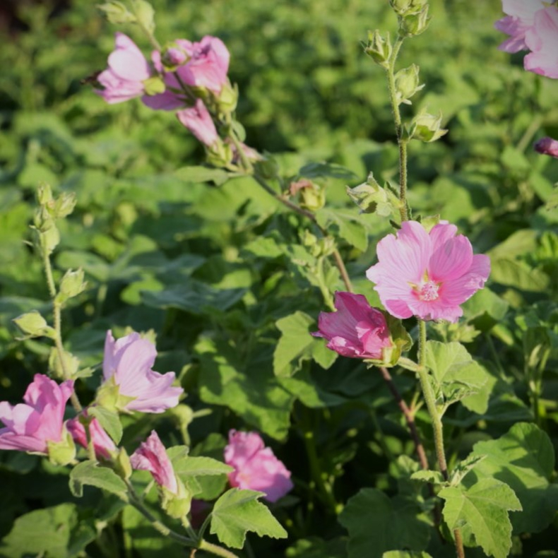 Lavatera olbia Candy Floss - Poppelrose 1L