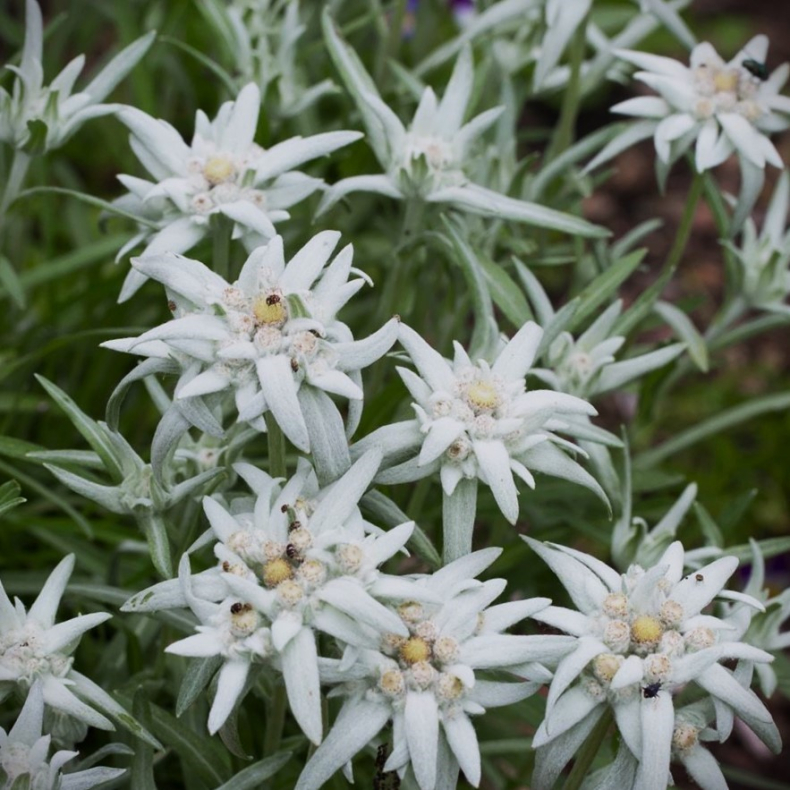 Leontopodium alpinum - Edelweiss 