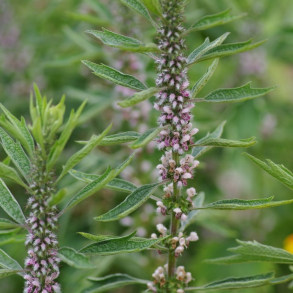 Leonurus cardiaca ex. Cally Gardens - Femlappet hjertespand