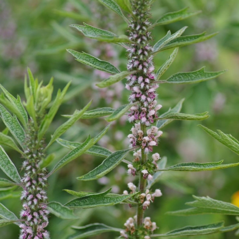 Leonurus cardiaca ex. Cally Gardens - Femlappet hjertespand