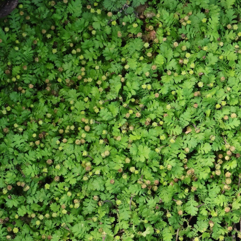Leptinella dioica Minima - Trdebregne