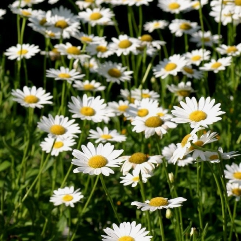 Leucanthemella serotina - Oktobermarguerit