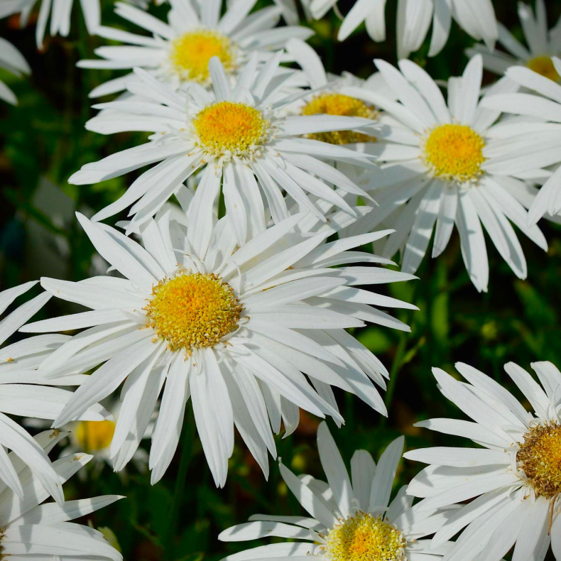 Leucanthemum Christine Hagemann -  Marguerit