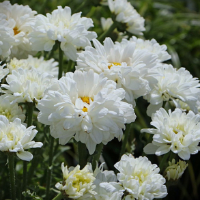 Leucanthemum Victorian Secret - Marguerit
