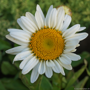 Leucanthemum superbum Becky - K�mpe Marguerit