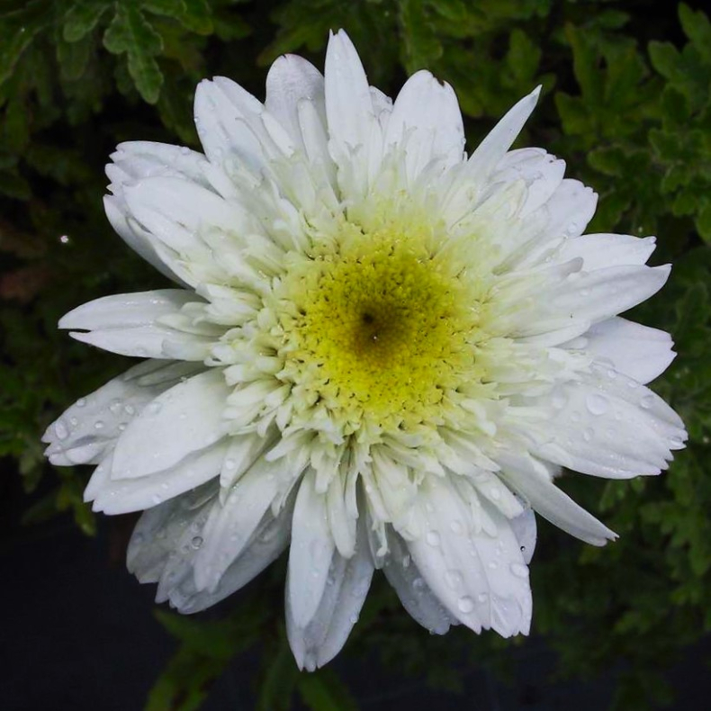 Leucanthemum superbum Stina - Kmpemarguerit