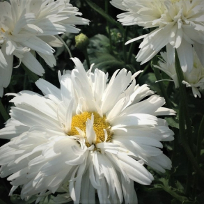 Leucanthemum superbum halvfyldt - Marguerit