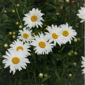 Leucanthemum vulgare Maikonigin - Hvid okse�je